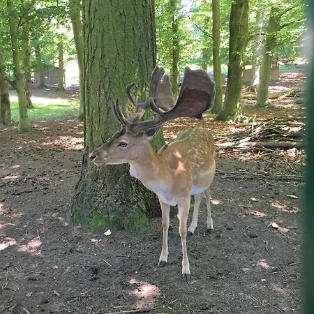 Am Rehgehege 5 Lägenhet *